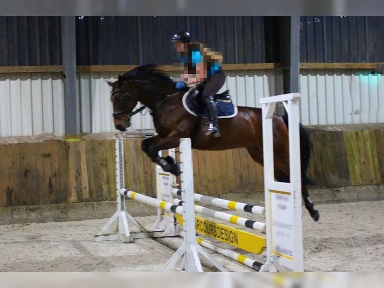 Cavallo sportivo polacco Castrone 15 Anni 160 cm Baio in Sehnde