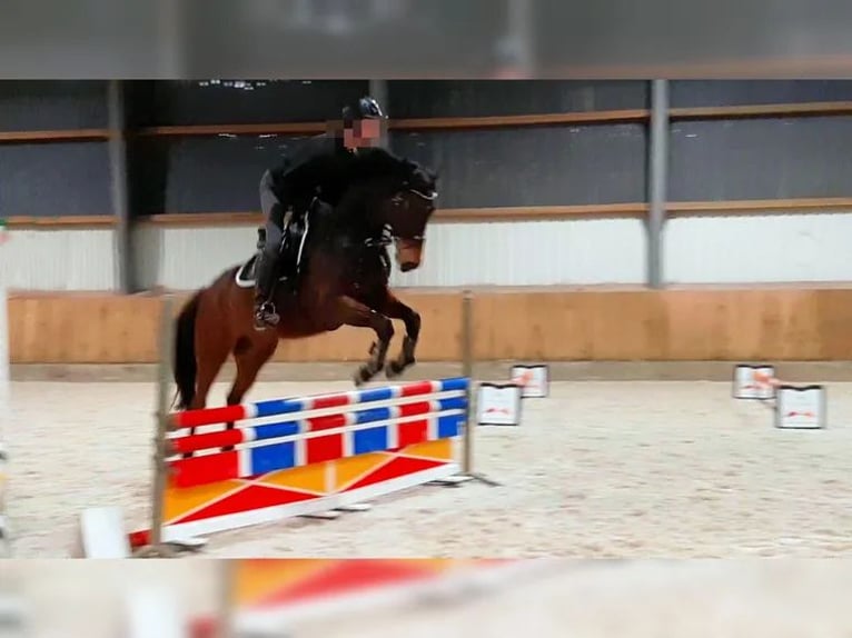 Cavallo sportivo polacco Castrone 15 Anni 160 cm Baio in Sehnde