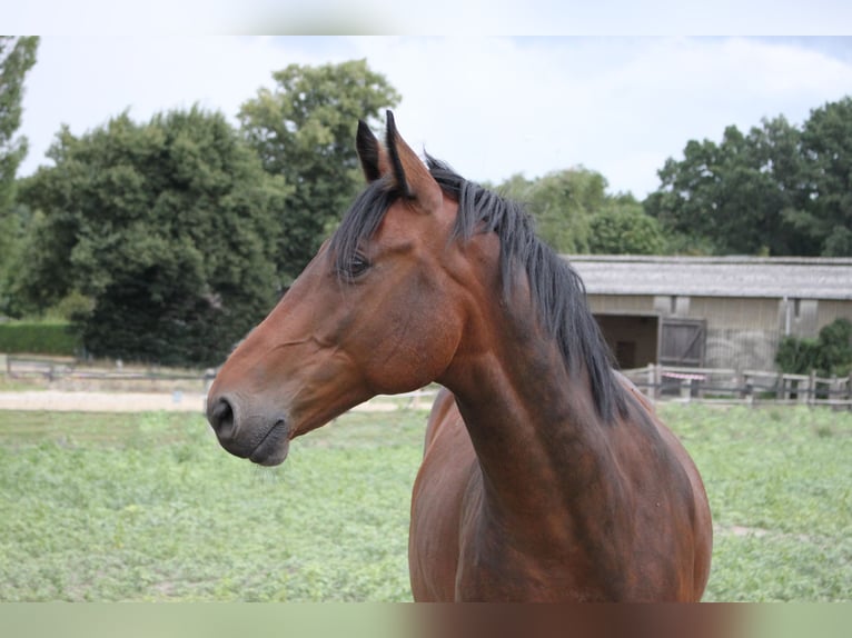 Cavallo sportivo polacco Castrone 15 Anni 160 cm Baio in Sehnde
