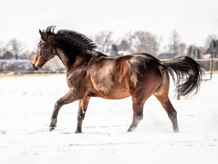 Cavallo sportivo polacco Castrone 15 Anni 160 cm Baio in Sehnde