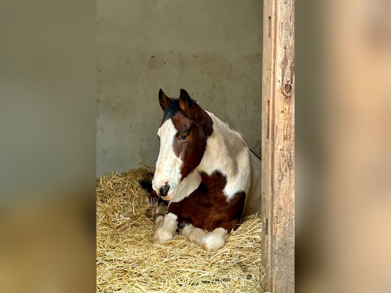 Cavallo sportivo polacco Castrone 16 Anni 156 cm Pezzato in Schwabach