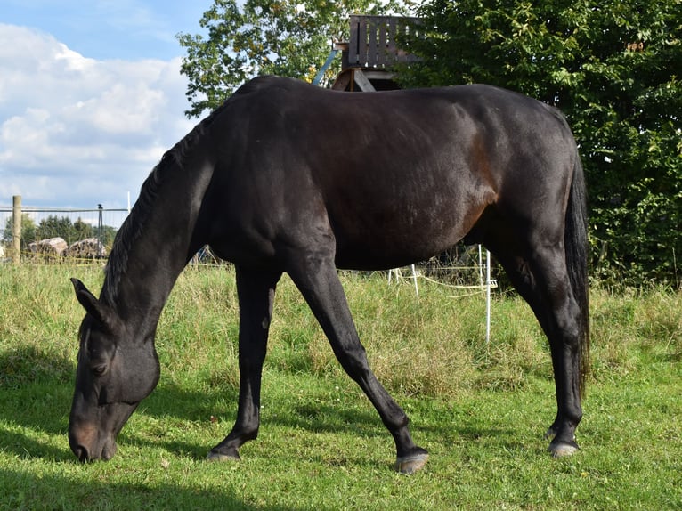 Cavallo sportivo polacco Castrone 16 Anni 164 cm Baio scuro in Lich