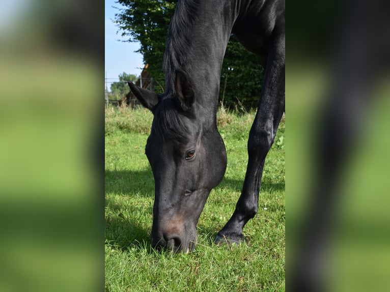 Cavallo sportivo polacco Castrone 16 Anni 164 cm Baio scuro in Lich