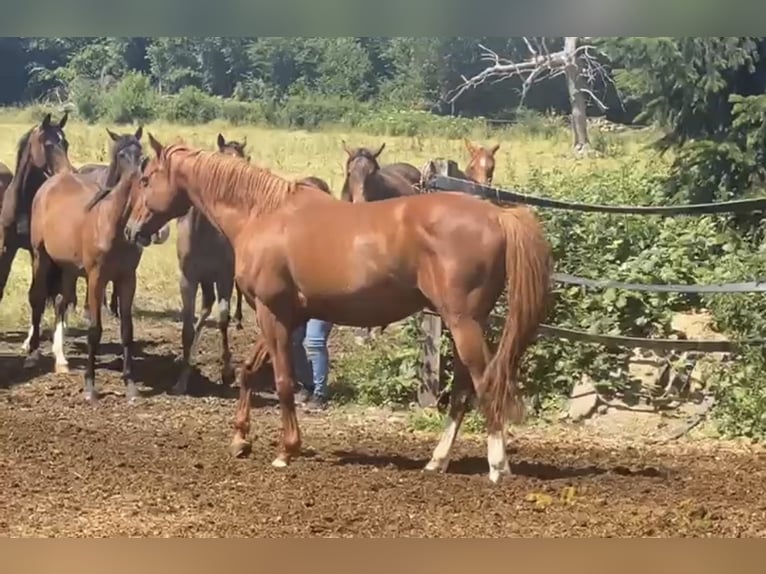 Cavallo sportivo polacco Castrone 20 Anni 163 cm Sauro in Herborn