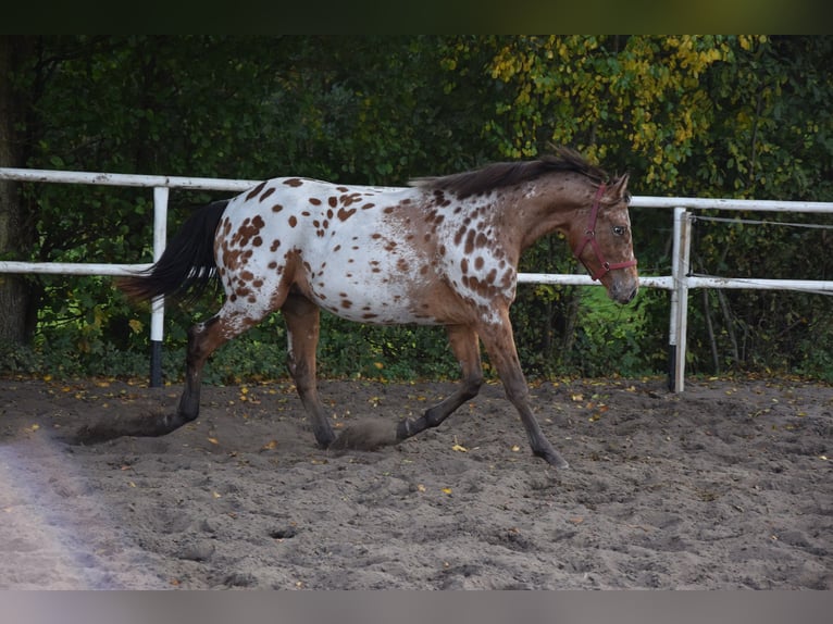 Cavallo sportivo polacco Castrone 2 Anni 165 cm Leopard in Chełmno