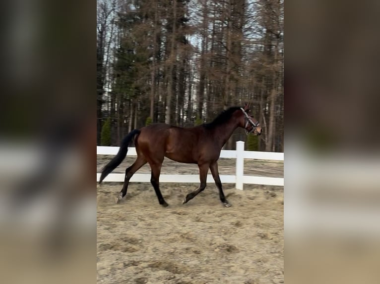 Cavallo sportivo polacco Castrone 3 Anni 163 cm Baio in Rumia