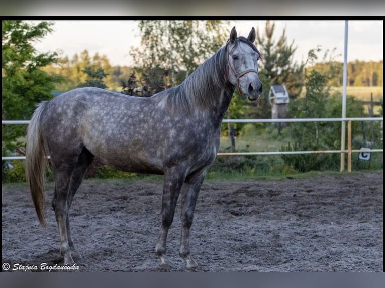Cavallo sportivo polacco Castrone 3 Anni 163 cm Grigio pezzato in Rossosz