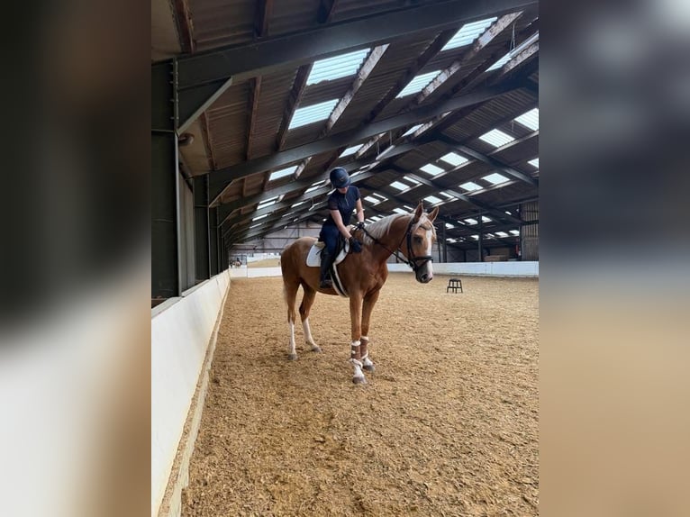 Cavallo sportivo polacco Castrone 3 Anni 169 cm Palomino in Odiliapeel