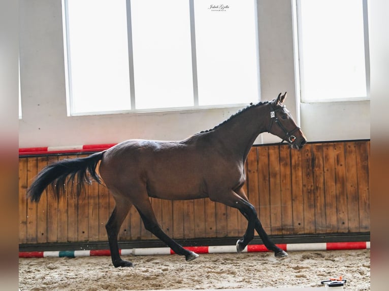 Cavallo sportivo polacco Castrone 3 Anni 170 cm Baio in Orle