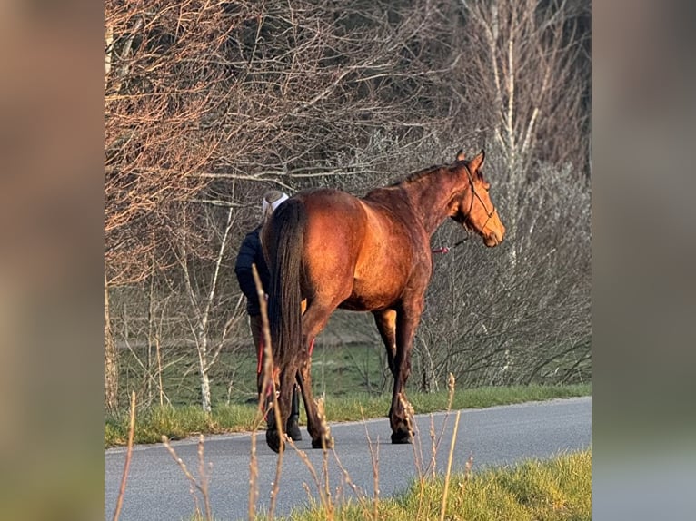 Cavallo sportivo polacco Castrone 3 Anni 170 cm Baio in Orle