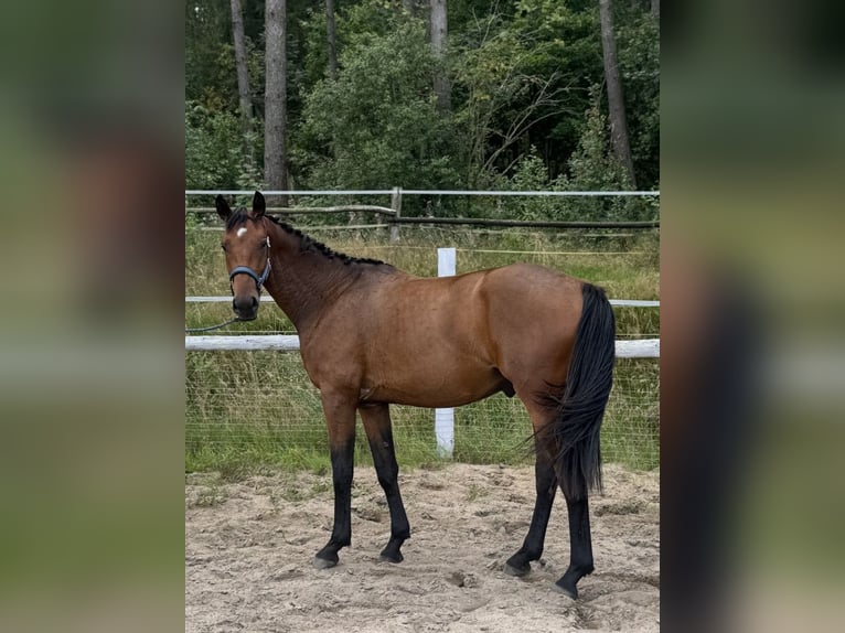 Cavallo sportivo polacco Castrone 3 Anni 170 cm Baio in Orle
