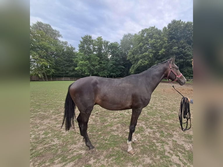 Cavallo sportivo polacco Castrone 3 Anni 170 cm Baio scuro in Szczerbięcin 6