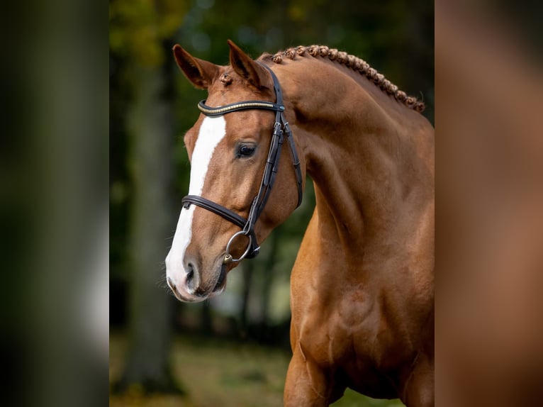 Cavallo sportivo polacco Castrone 3 Anni Sauro in Pozna&#x144;