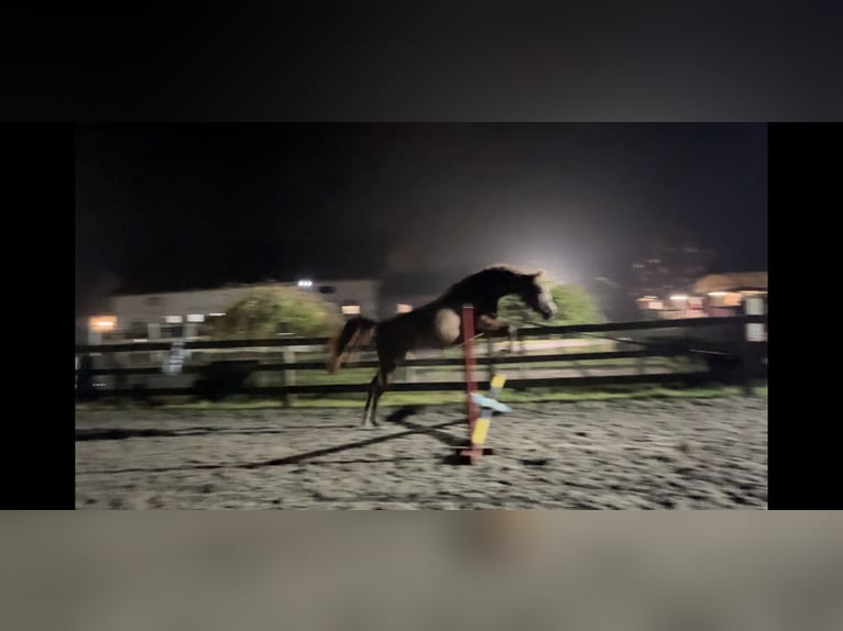 Cavallo sportivo polacco Castrone 4 Anni 150 cm Sauro in Pigża