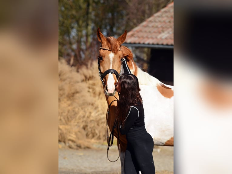 Cavallo sportivo polacco Castrone 4 Anni 159 cm Pezzato in Poznań