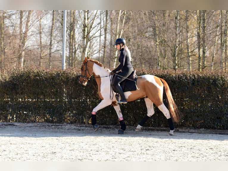 Cavallo sportivo polacco Castrone 4 Anni 159 cm Pezzato in Poznań