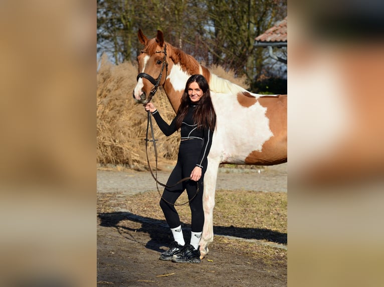 Cavallo sportivo polacco Castrone 4 Anni 159 cm Pezzato in Poznań