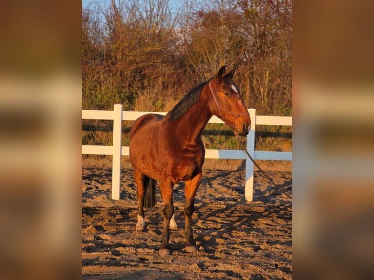 Cavallo sportivo polacco Castrone 4 Anni 160 cm Baio in Forst