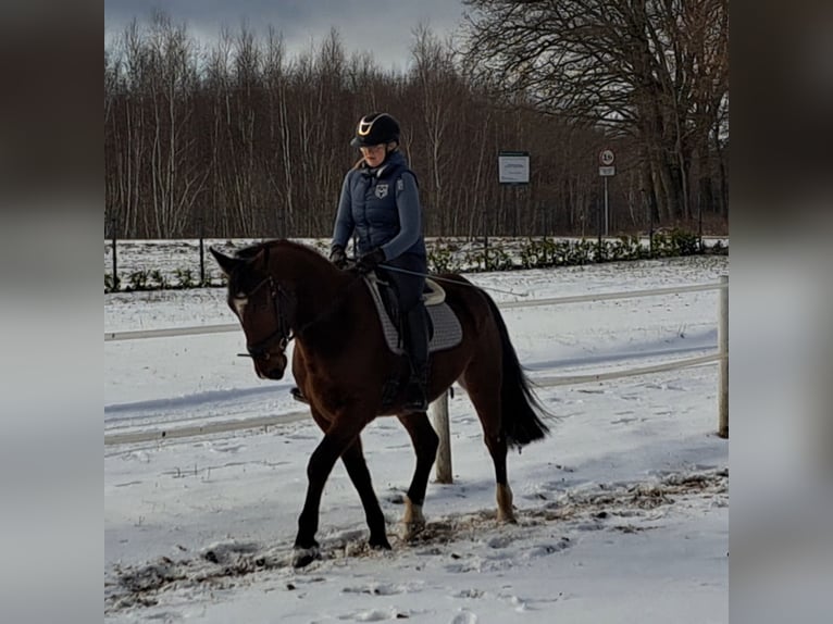 Cavallo sportivo polacco Castrone 4 Anni 160 cm Baio in Forst