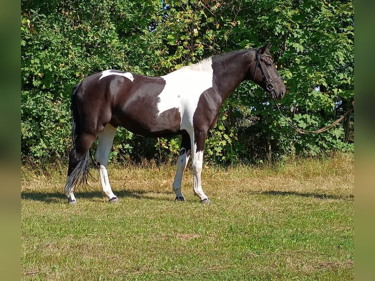 Cavallo sportivo polacco Castrone 4 Anni 160 cm Pezzato in LESZNO DOLNE