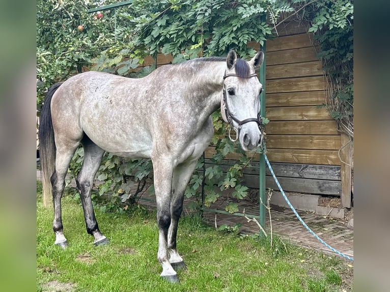 Cavallo sportivo polacco Castrone 4 Anni 166 cm Grigio in Poznań