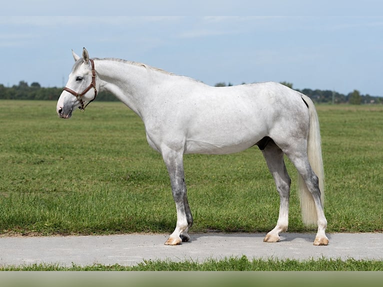 Cavallo sportivo polacco Castrone 4 Anni 166 cm Grigio in Puńców
