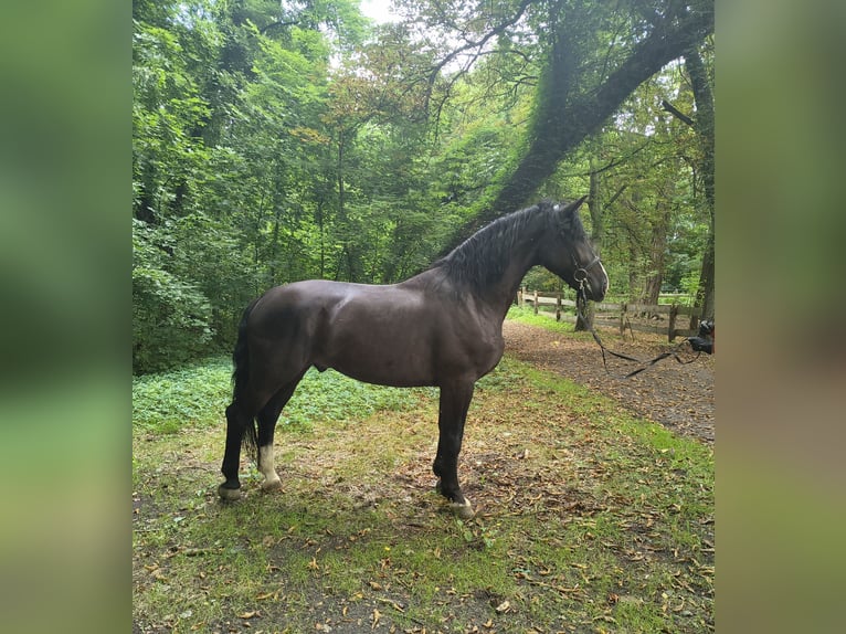 Cavallo sportivo polacco Castrone 4 Anni 166 cm Morello in Gorlitz