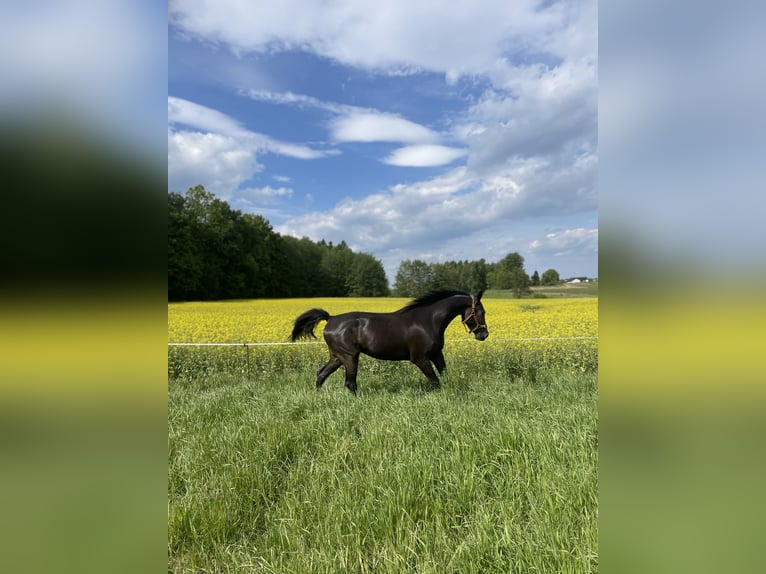 Cavallo sportivo polacco Castrone 4 Anni 167 cm Baio ciliegia in Kęty