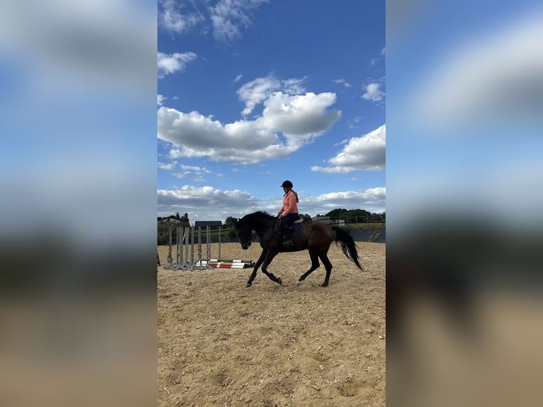 Cavallo sportivo polacco Castrone 4 Anni 167 cm Baio ciliegia in Kęty