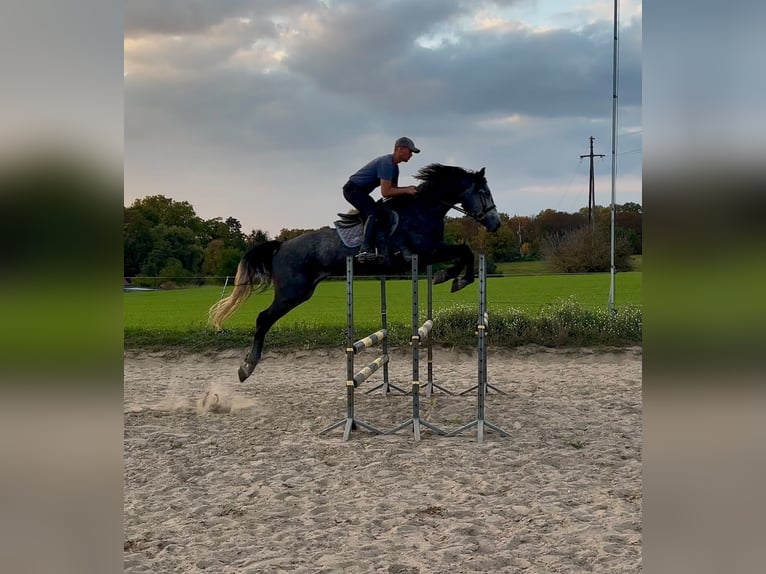 Cavallo sportivo polacco Castrone 4 Anni 167 cm Grigio pezzato in Poznań