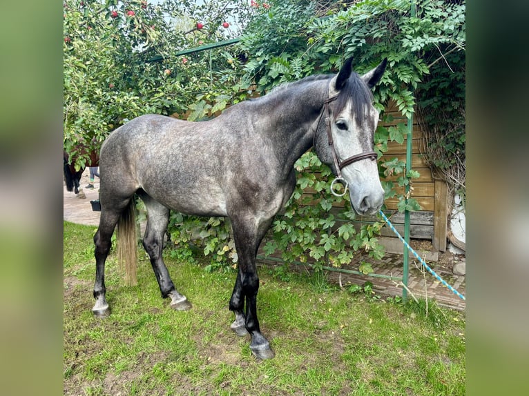 Cavallo sportivo polacco Castrone 4 Anni 167 cm Grigio pezzato in Poznań
