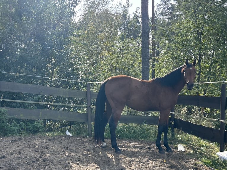 Cavallo sportivo polacco Castrone 4 Anni 169 cm Baio in Podlaski