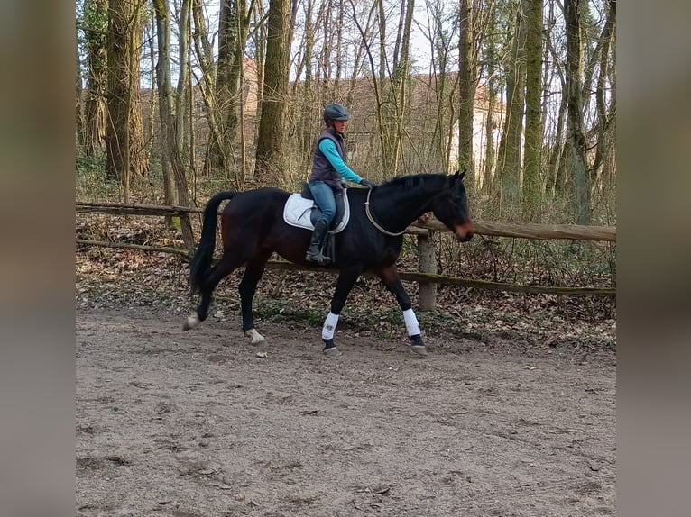 Cavallo sportivo polacco Castrone 4 Anni 170 cm Baio in Leszno Dolne