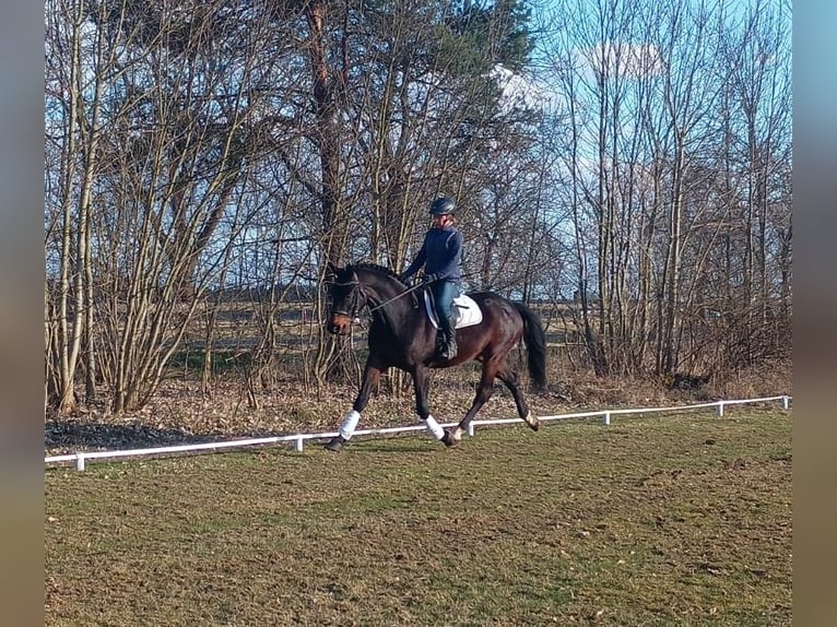 Cavallo sportivo polacco Castrone 4 Anni 170 cm Baio in Leszno Dolne