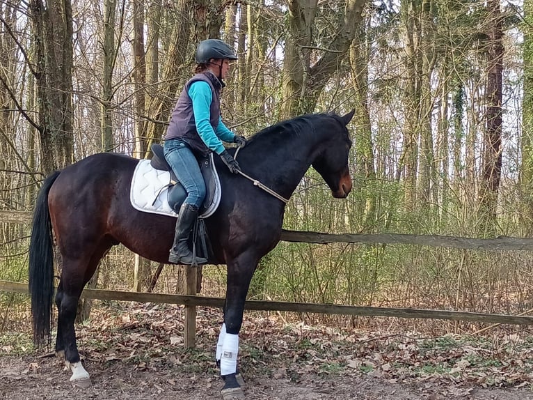 Cavallo sportivo polacco Castrone 4 Anni 170 cm Baio in Leszno Dolne