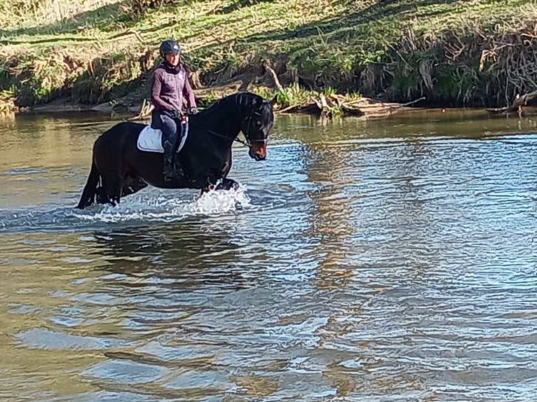 Cavallo sportivo polacco Castrone 4 Anni 170 cm Baio in Görlitz