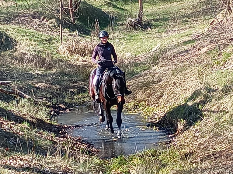 Cavallo sportivo polacco Castrone 4 Anni 170 cm Baio ciliegia in Leszno Dolne