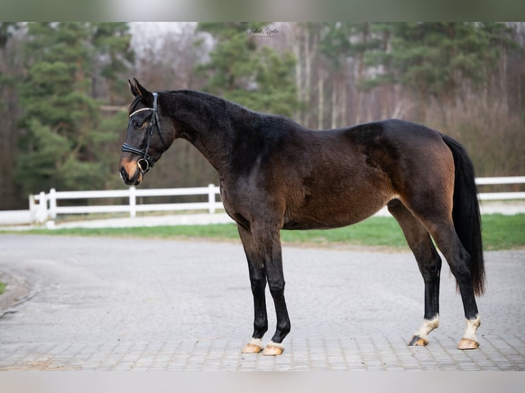 Cavallo sportivo polacco Castrone 4 Anni 172 cm Baio in Barłomino