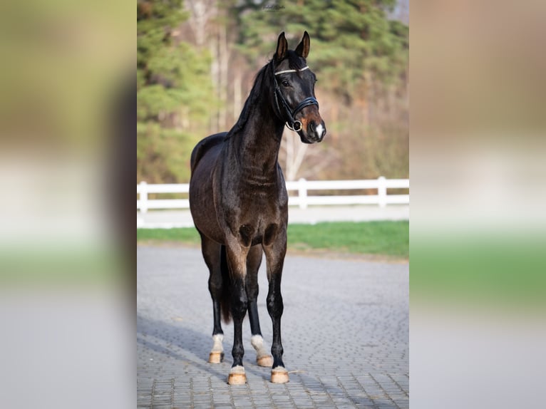 Cavallo sportivo polacco Castrone 4 Anni 172 cm Baio in Barłomino