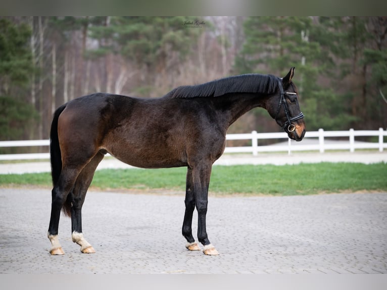 Cavallo sportivo polacco Castrone 4 Anni 172 cm Baio in Barłomino