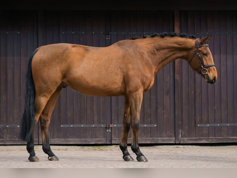 Cavallo sportivo polacco Castrone 4 Anni 172 cm Baio in Kicin