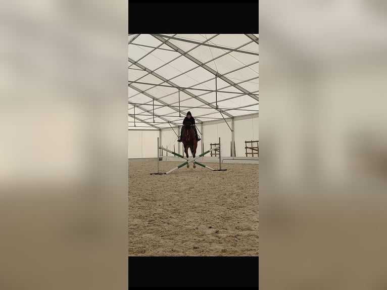 Cavallo sportivo polacco Castrone 4 Anni 172 cm Baio scuro in Racibórz