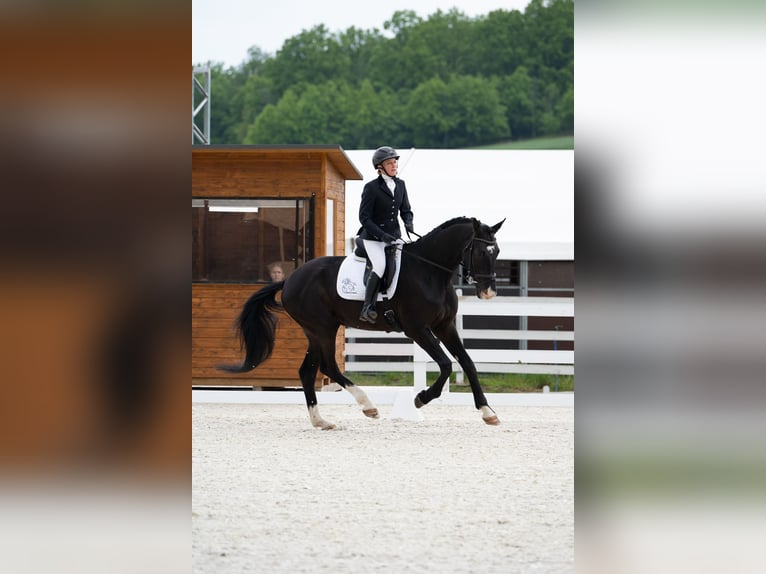 Cavallo sportivo polacco Castrone 4 Anni 174 cm Morello in Görlitz