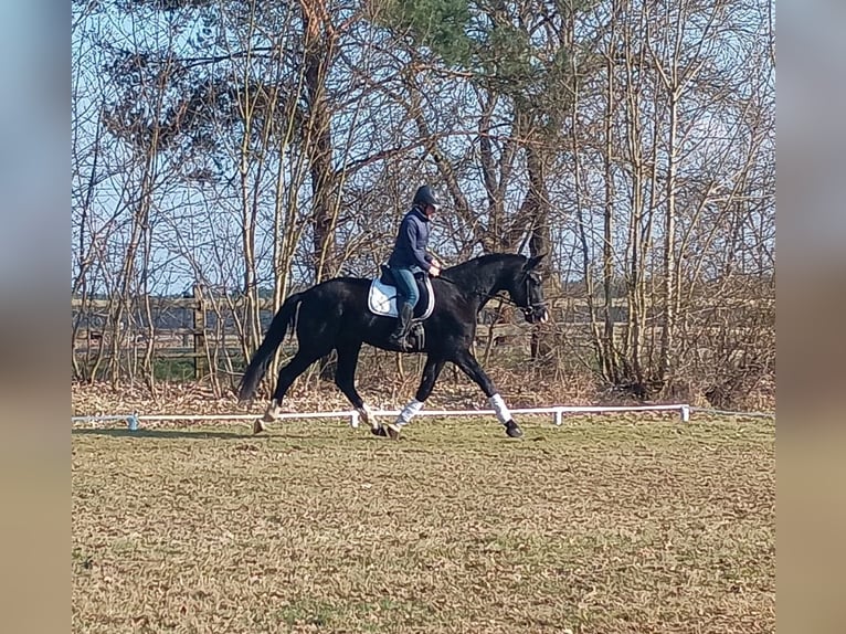 Cavallo sportivo polacco Castrone 4 Anni 174 cm Morello in Leszno Dolne