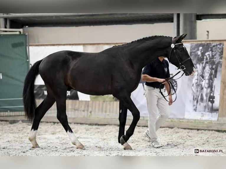 Cavallo sportivo polacco Castrone 4 Anni 174 cm Morello in Leszno Dolne