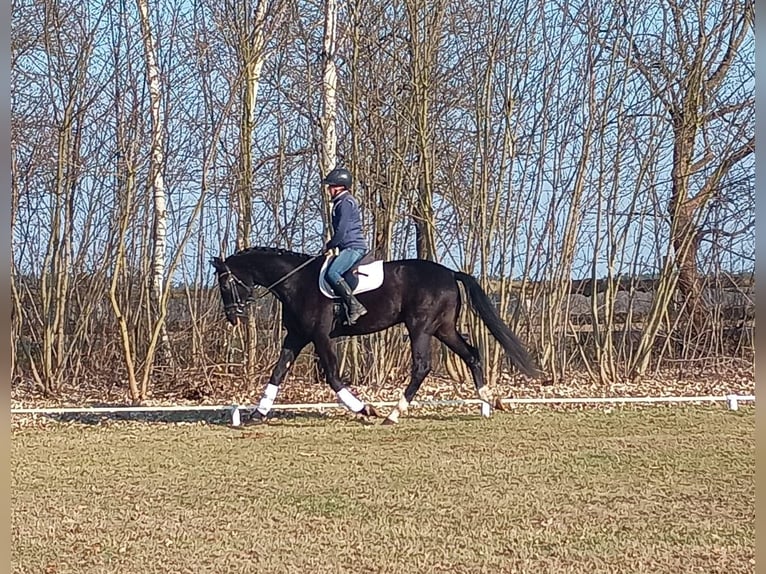 Cavallo sportivo polacco Castrone 4 Anni 174 cm Morello in Leszno Dolne