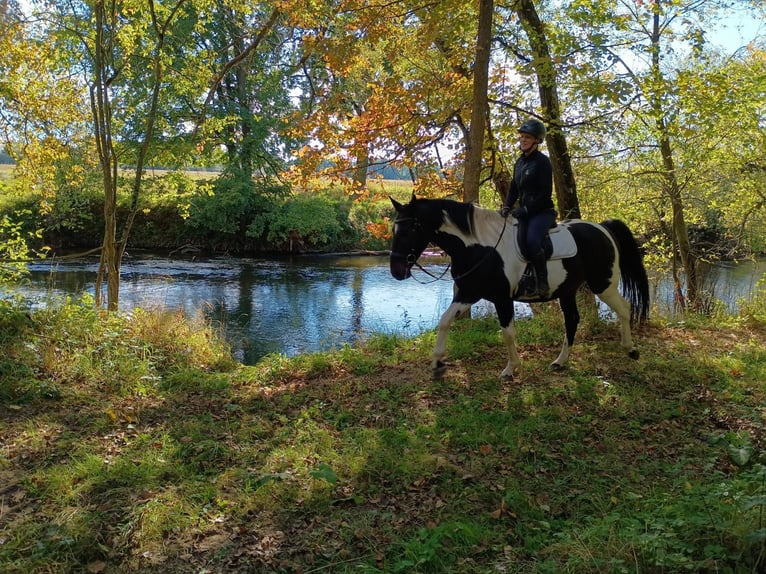 Cavallo sportivo polacco Castrone 5 Anni 160 cm Pezzato in LESZNO DOLNE