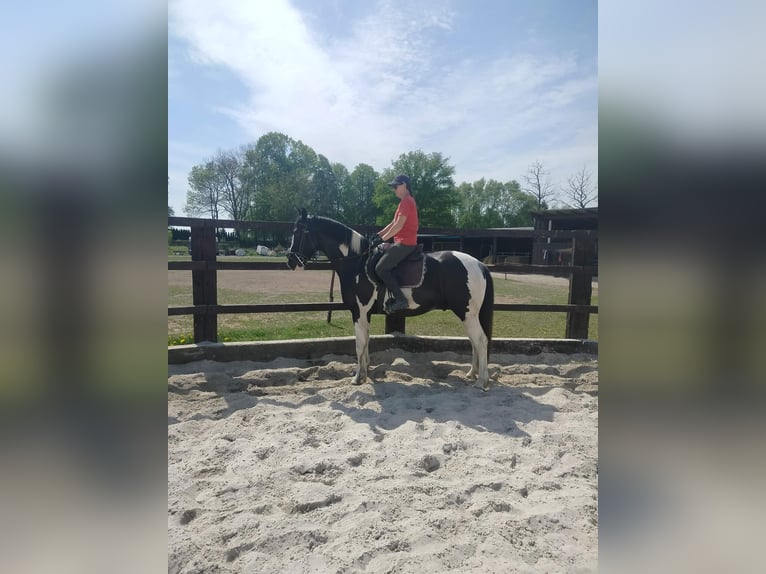 Cavallo sportivo polacco Castrone 5 Anni 162 cm Pezzato in Chojnów