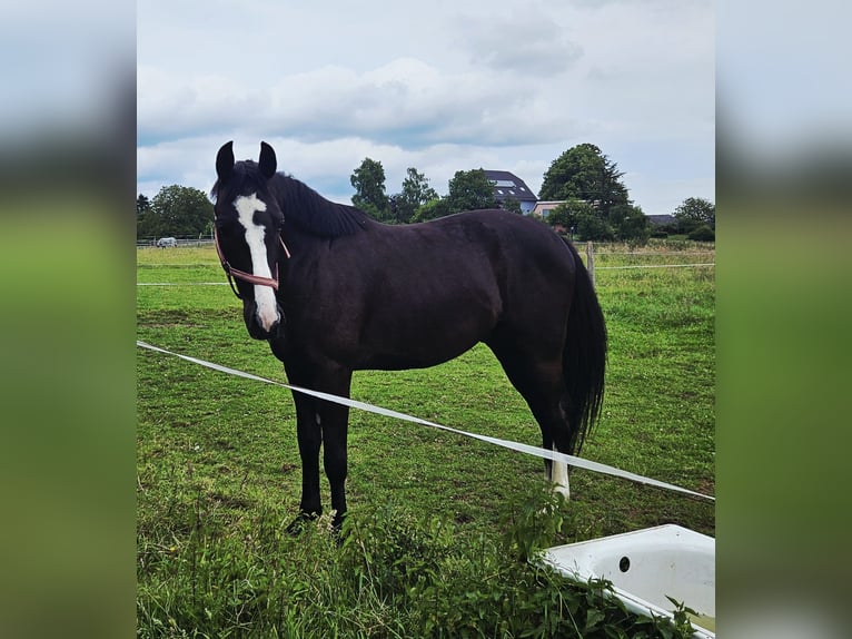 Cavallo sportivo polacco Castrone 5 Anni 164 cm Morello in Wermelskirchen