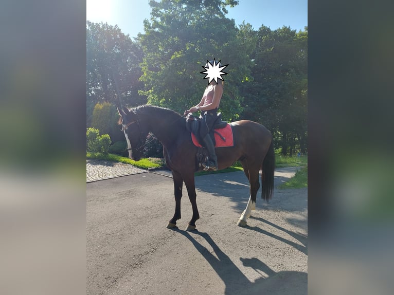 Cavallo sportivo polacco Castrone 5 Anni 164 cm Morello in Wermelskirchen